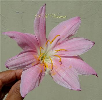   Flower with 8 tepals,  9 stamens and 5-fid stigma